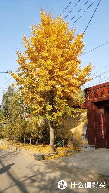 前院种什么植物好|“院中种6树，儿孙一直富”，院子适合种哪6种树？你家。